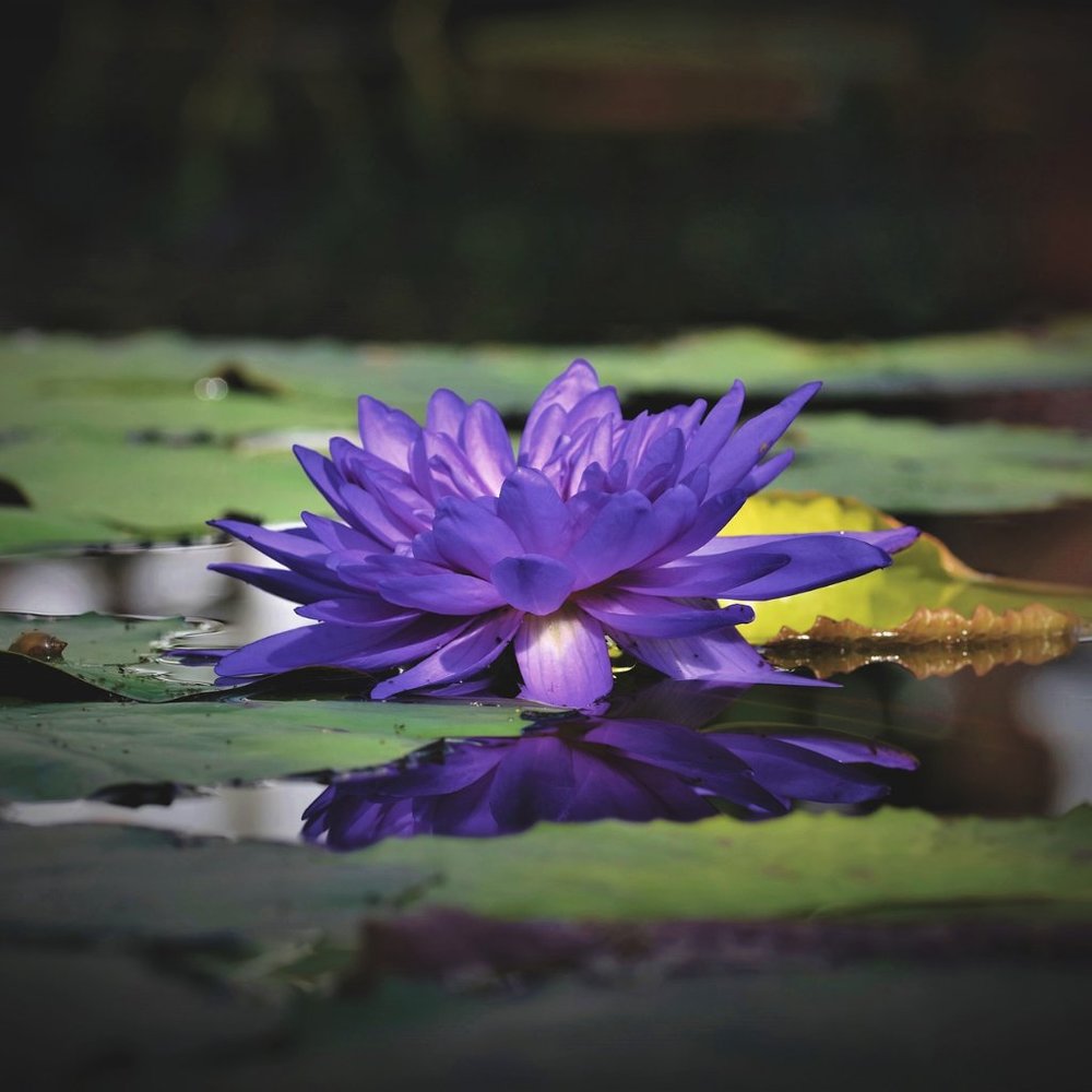 Meet your Posher, Veronica